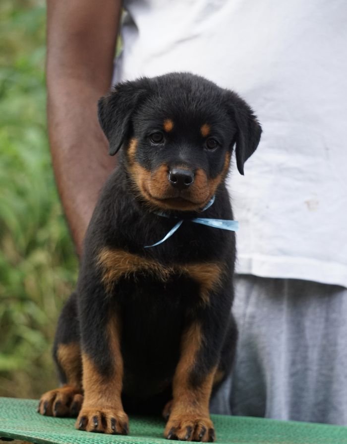 DogsIndia.com - Rottweiler - Marathon Riders