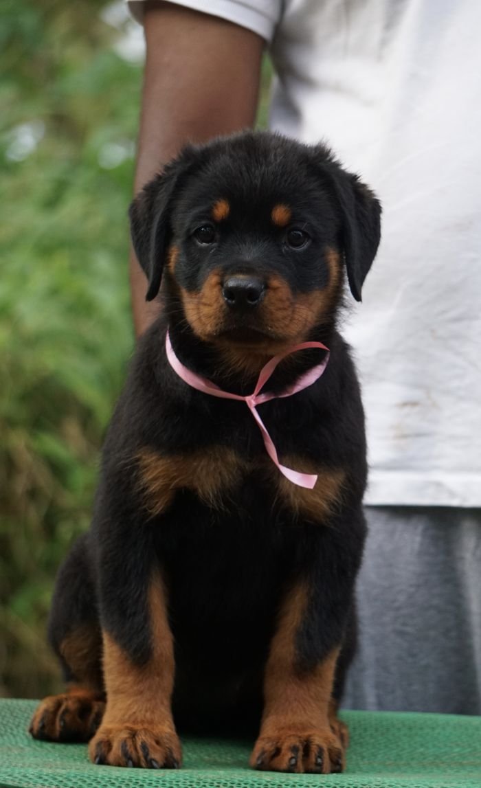 DogsIndia.com - Rottweiler - Marathon Riders