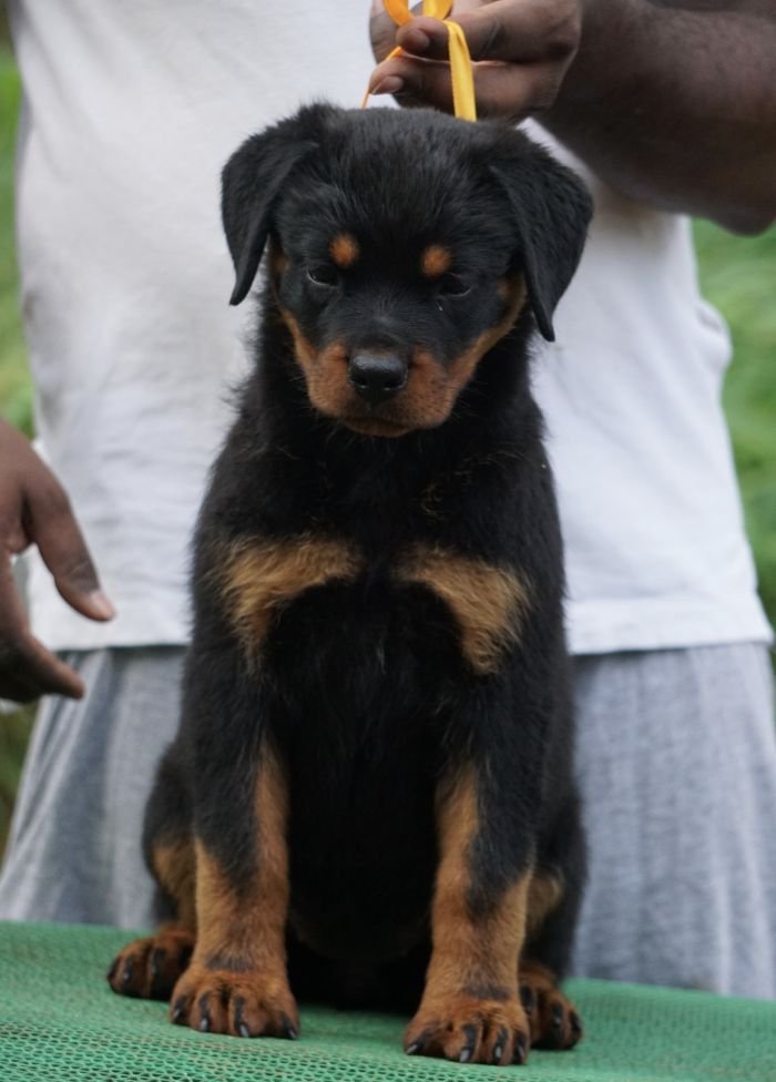 DogsIndia.com - Rottweiler - Marathon Riders