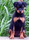 DogsIndia.com - Rottweiler - Marathon Riders, Amith Walton