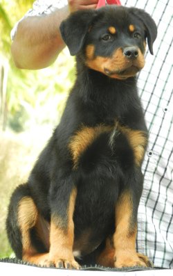 DogsIndia.com - Rottweiler - Marathon Riders, Amith Walton