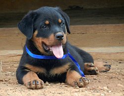 DogsIndia.com - Rottweiler - Marathon Riders, Amith Walton