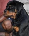 DogsIndia.com - Rottweiler - Attitude Armour