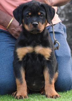 DogsIndia.com - Rottweiler - Attitude Armour