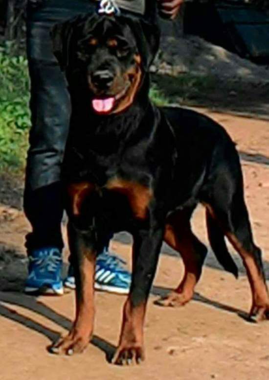 DogsIndia.com - Rottweiler - Bhayrav Kennels