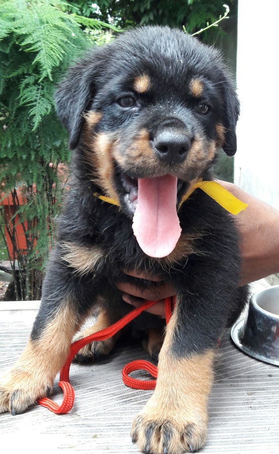 DogsIndia.com - Rottweiler - Bhayrav Kennels