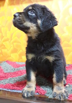 DogsIndia.com - Rottweiler - Bhayrav Kennels