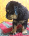 DogsIndia.com - Rottweiler - Bhayrav Kennels