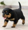 DogsIndia.com - Rottweiler - Magic Wolves - Brijesh
