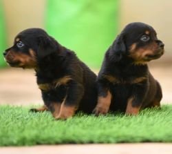 DogsIndia.com - Rottweiler - Hariharan Anbazhagan