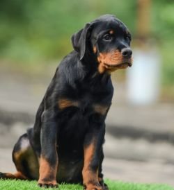 DogsIndia.com - Rottweiler - Hariharan Anbazhagan