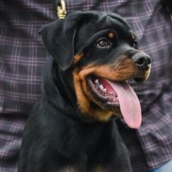 DogsIndia.com - Rottweiler - Hariharan Anbazhagan