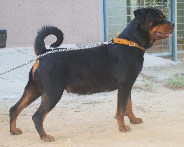 DogsIndia.com - Rottweiler - Joels