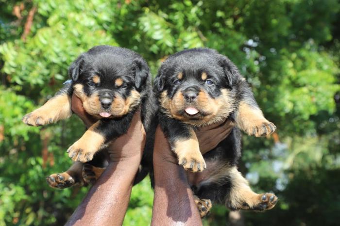 DogsIndia.com - Rottweiler - Lathika Kennels
