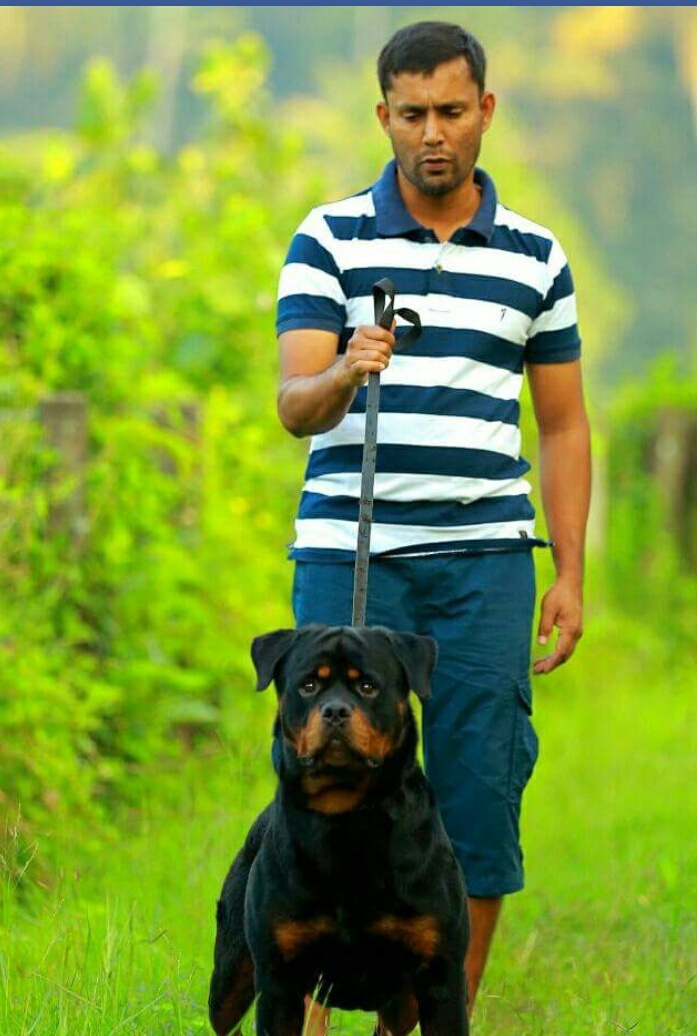 DogsIndia.com - Rottweiler - Prithviraj