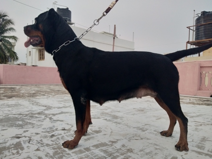 DogsIndia.com - Rottweiler - Samuvel 