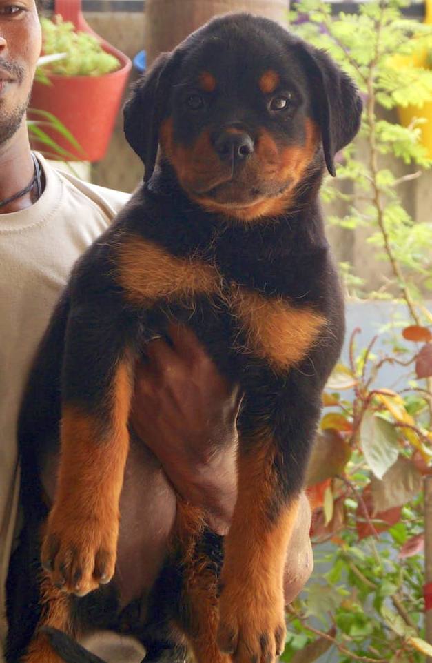 DogsIndia.com - Rottweiler - Siddharth Yadav