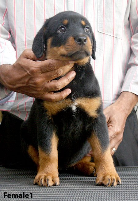Litter Box - Rottweile...