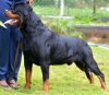 DogsIndia.com - Rottweiler - Wonder Rock Kennels