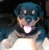DogsIndia.com - Rottweiler - Dewdrops Kennel