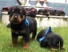 DogsIndia.com - Rottweiler - Nirmala (Gudalur)