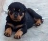 DogsIndia.com - Rottweiler - Ravi Kumar - Rosewood Kennel