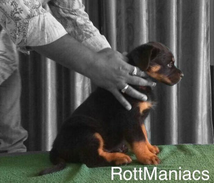 DogsIndia.com - Rottweiler - Rottmaniacs Kennel