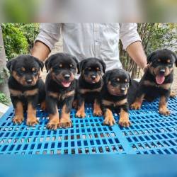DogsIndia.com - Rottweiler - Dr. Sai Gokull Raj