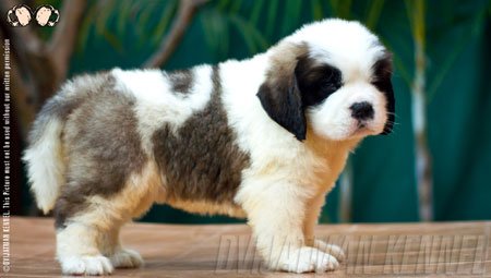 Litter Box St Bernards Dvijatman Kennels