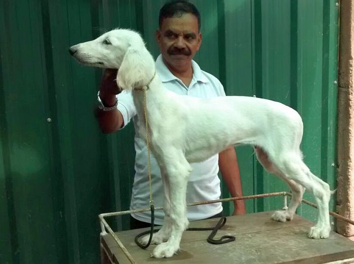 DogsIndia.com - Saluki - Attila's Kennel