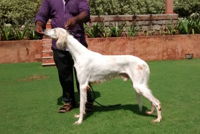 DogsIndia.com - Saluki - Attila's Kennel