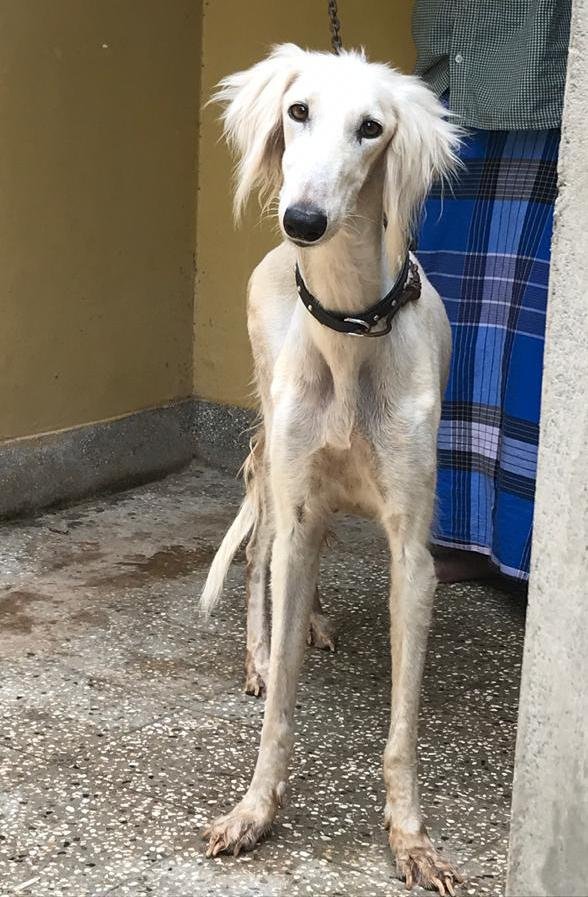 DogsIndia.com - Saluki - JeniRich Kennels - John