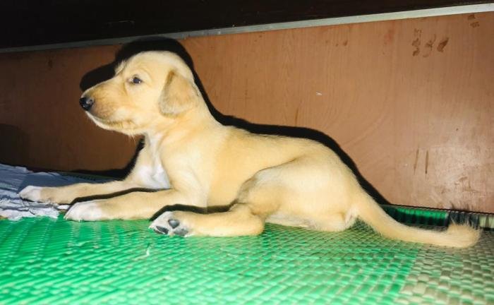 DogsIndia.com - Saluki - JeniRich Kennels - John