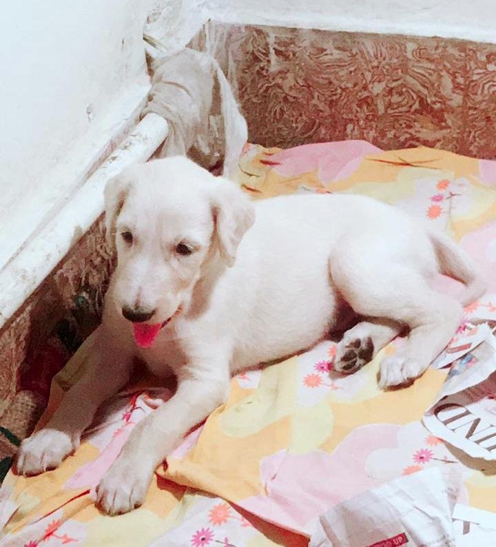 DogsIndia.com - Saluki - JeniRich Kennels - John