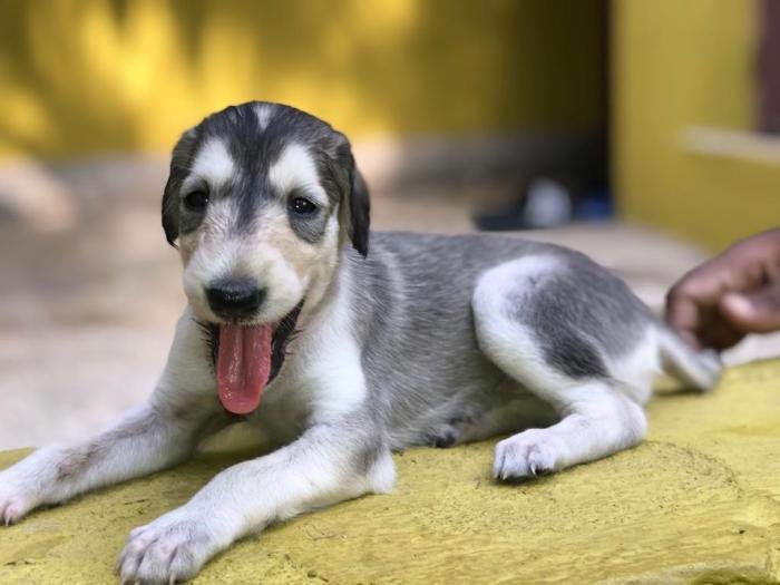 DogsIndia.com - Saluki - JeniRich Kennels - John