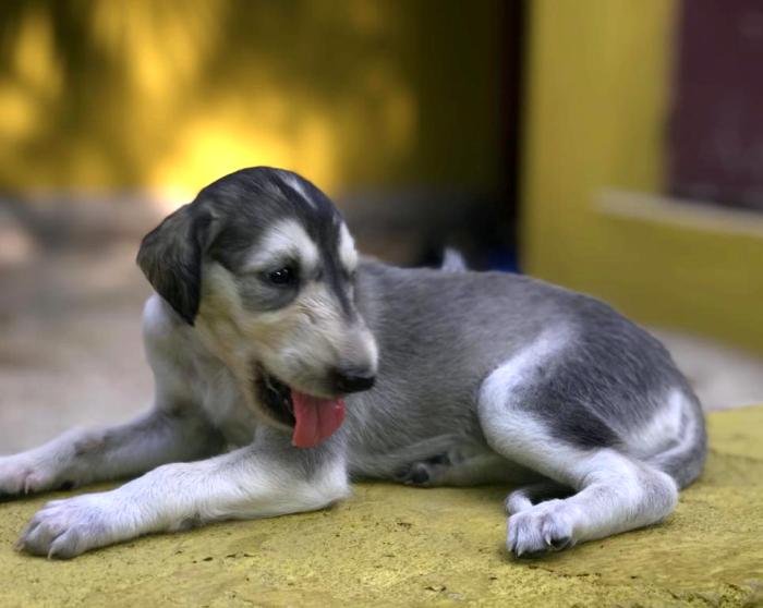 DogsIndia.com - Saluki - JeniRich Kennels - John