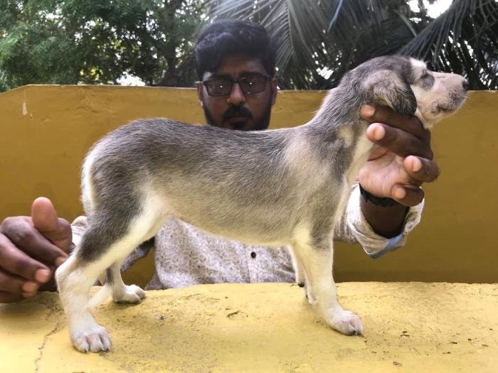 DogsIndia.com - Saluki - JeniRich Kennels - John