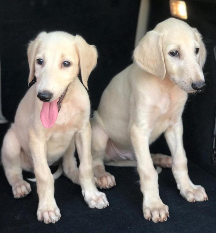 DogsIndia.com - Saluki - JeniRich Kennels - John