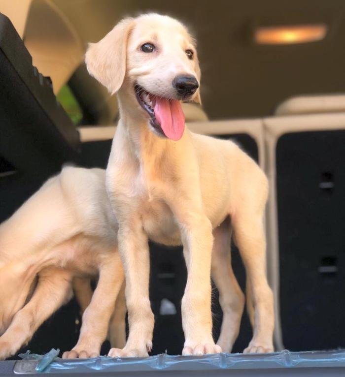 DogsIndia.com - Saluki - JeniRich Kennels - John