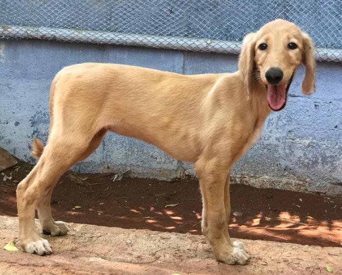 DogsIndia.com - Saluki - JeniRich Kennels - John