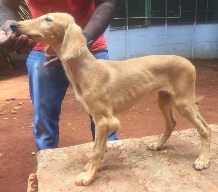 DogsIndia.com - Saluki - JeniRich Kennels - John