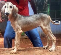 DogsIndia.com - Saluki - JeniRich Kennels - John