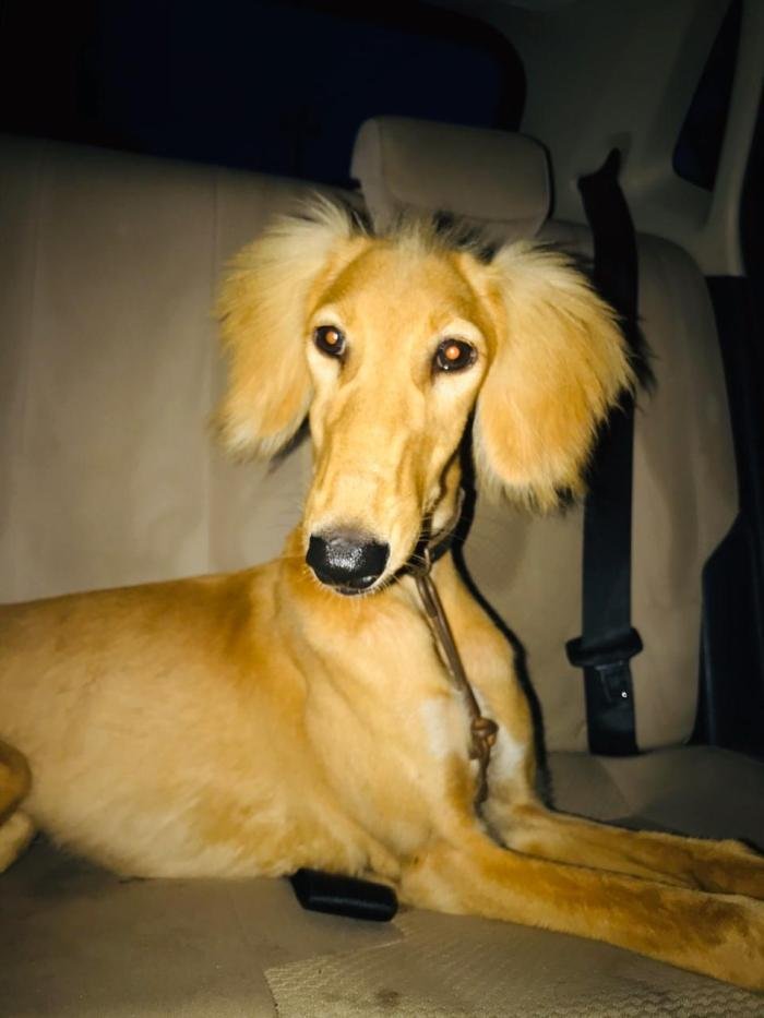 DogsIndia.com - Saluki - JeniRich Kennels - John