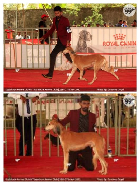 DogsIndia.com Saluki Kingshill Kennels