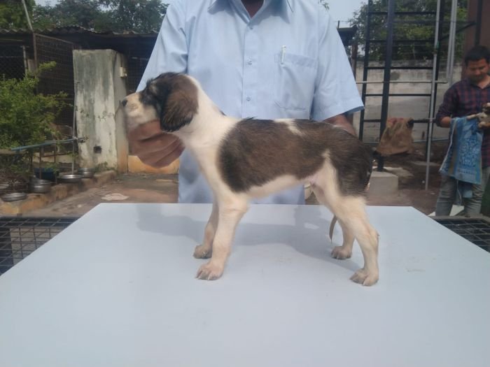 DogsIndia.com Saluki Kingshill Kennels