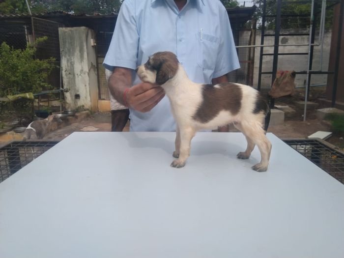 DogsIndia.com Saluki Kingshill Kennels
