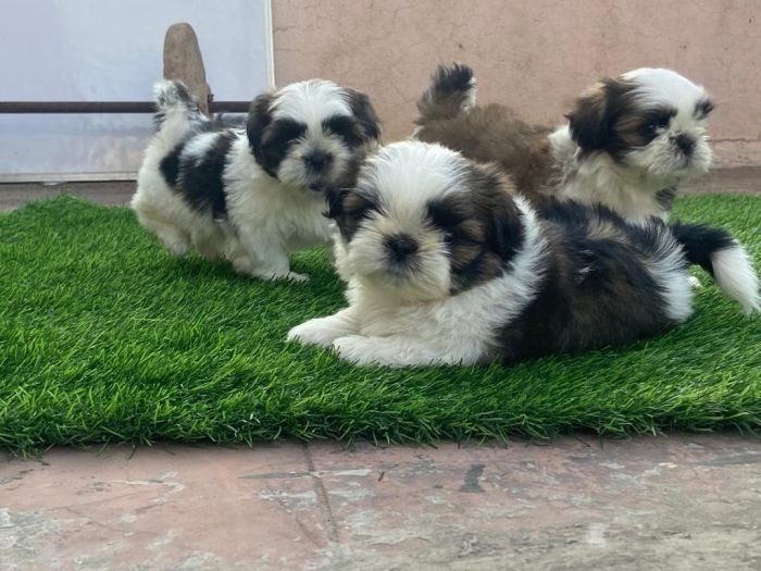 DogsIndia.com - Shih Tzu - Ajit Kennels