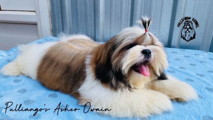 DogsIndia.com - Shih Tzu - Pulliango