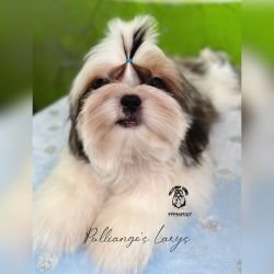 DogsIndia.com Shih Tzu Sruban Girish Pulliango Kennels