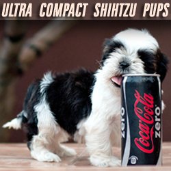 DogsIndia.com - Shih Tzu - Vanilla Kennels
